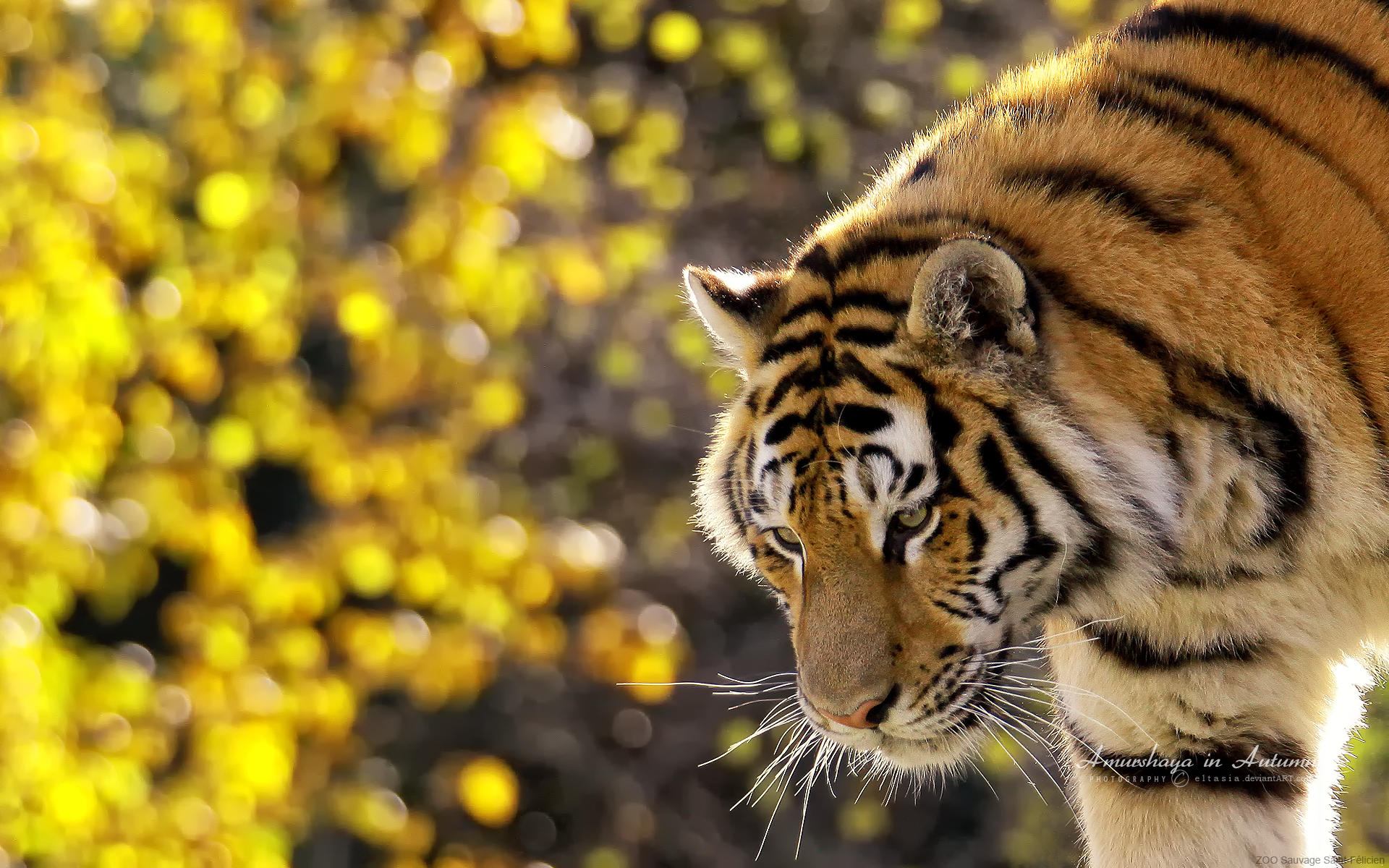 Beautiful Tiger5716716105 - Beautiful Tiger - Tiger, Splash, Beautiful